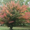 Parrotia persica automne